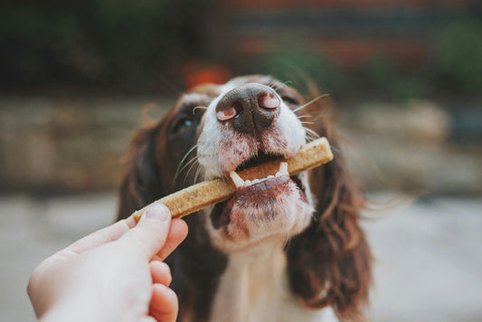 Kauartikel für Hunde – Natürliche Zahnreinigung und sinnvolle Beschäftigung