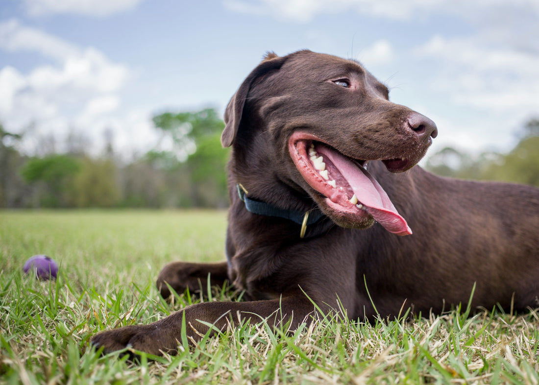 Warum fressen Hunde Gras? Ursachen und Bedeutung des Verhaltens